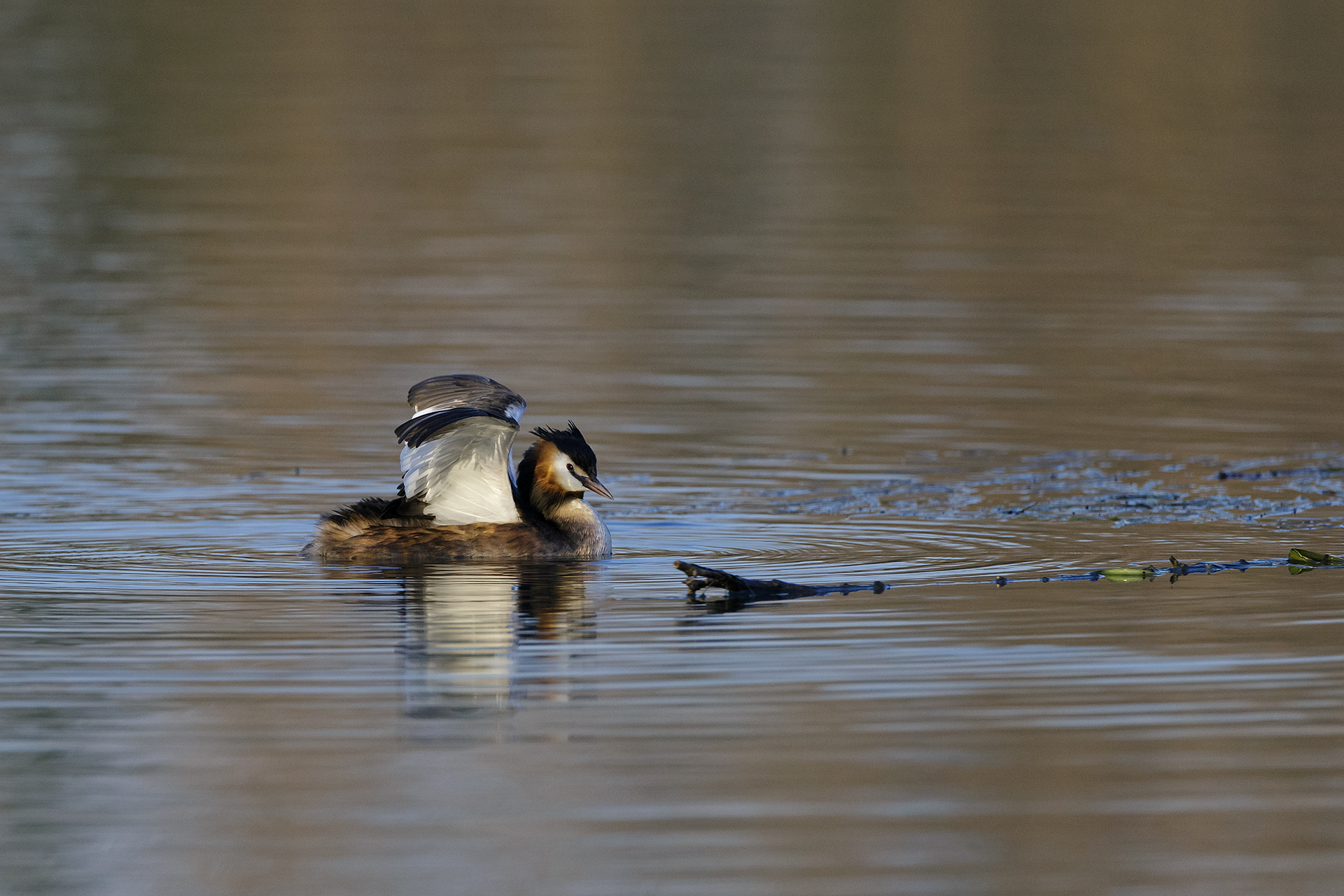 Great Crested Grebe