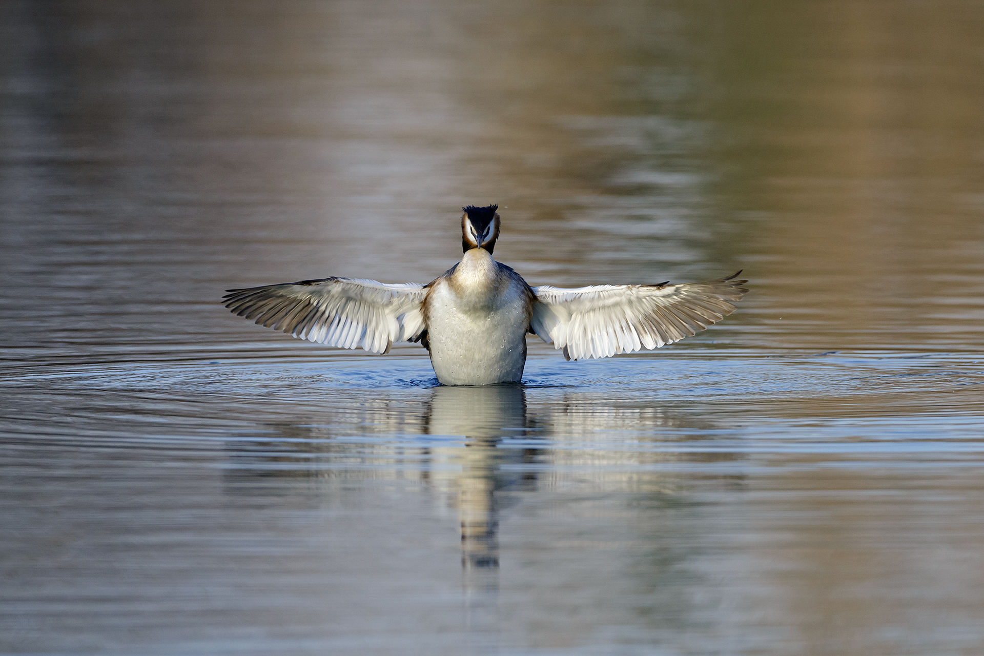Great Crested Grebe