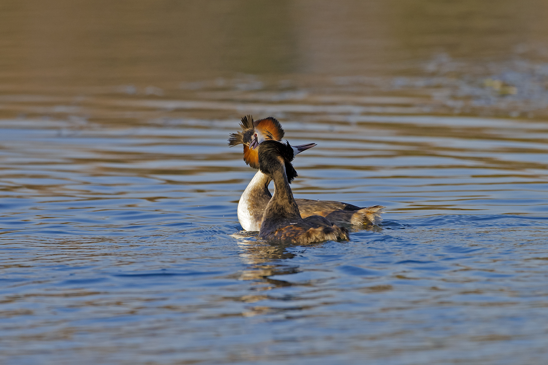 Dance of grebes