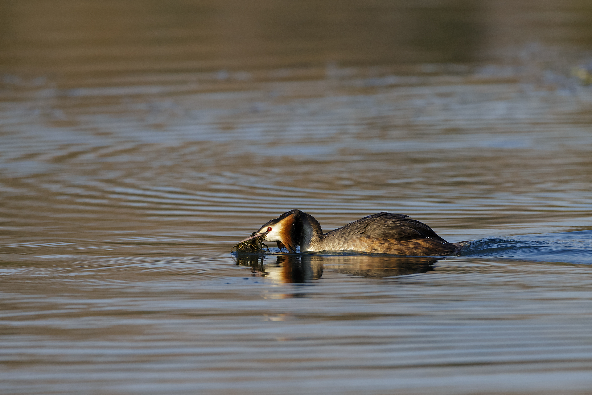 Dance of grebes