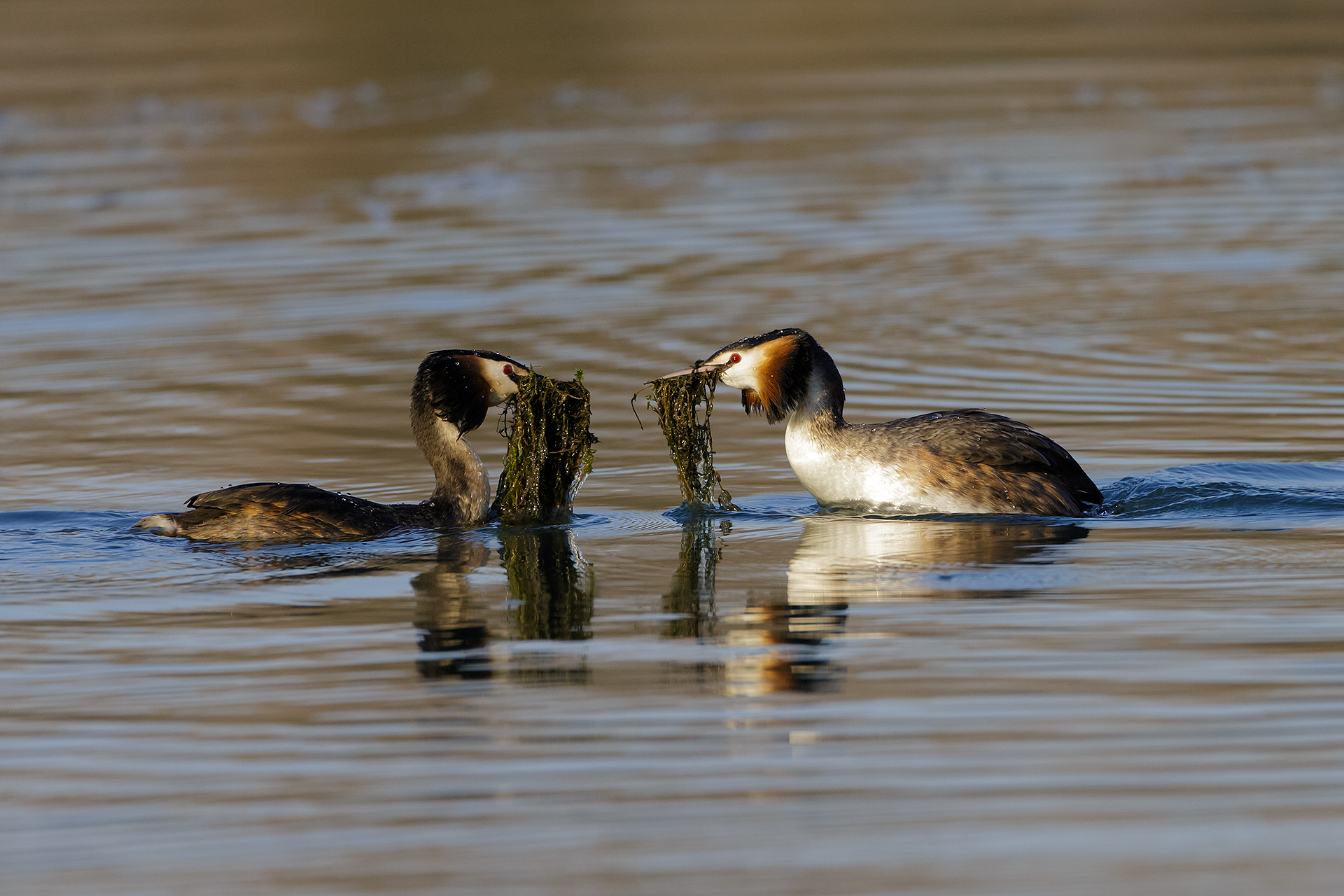 Dance of grebes