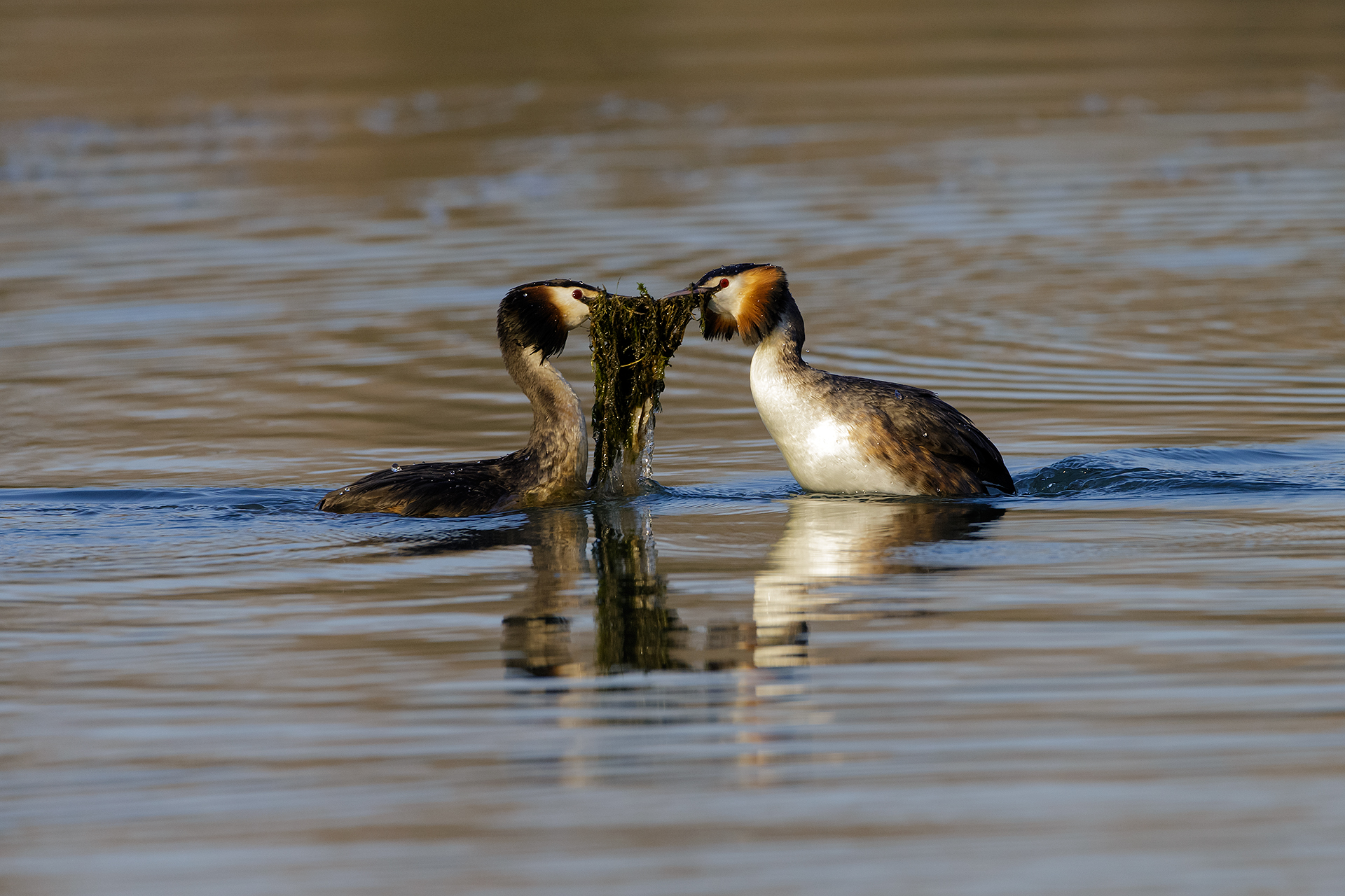 Dance of grebes