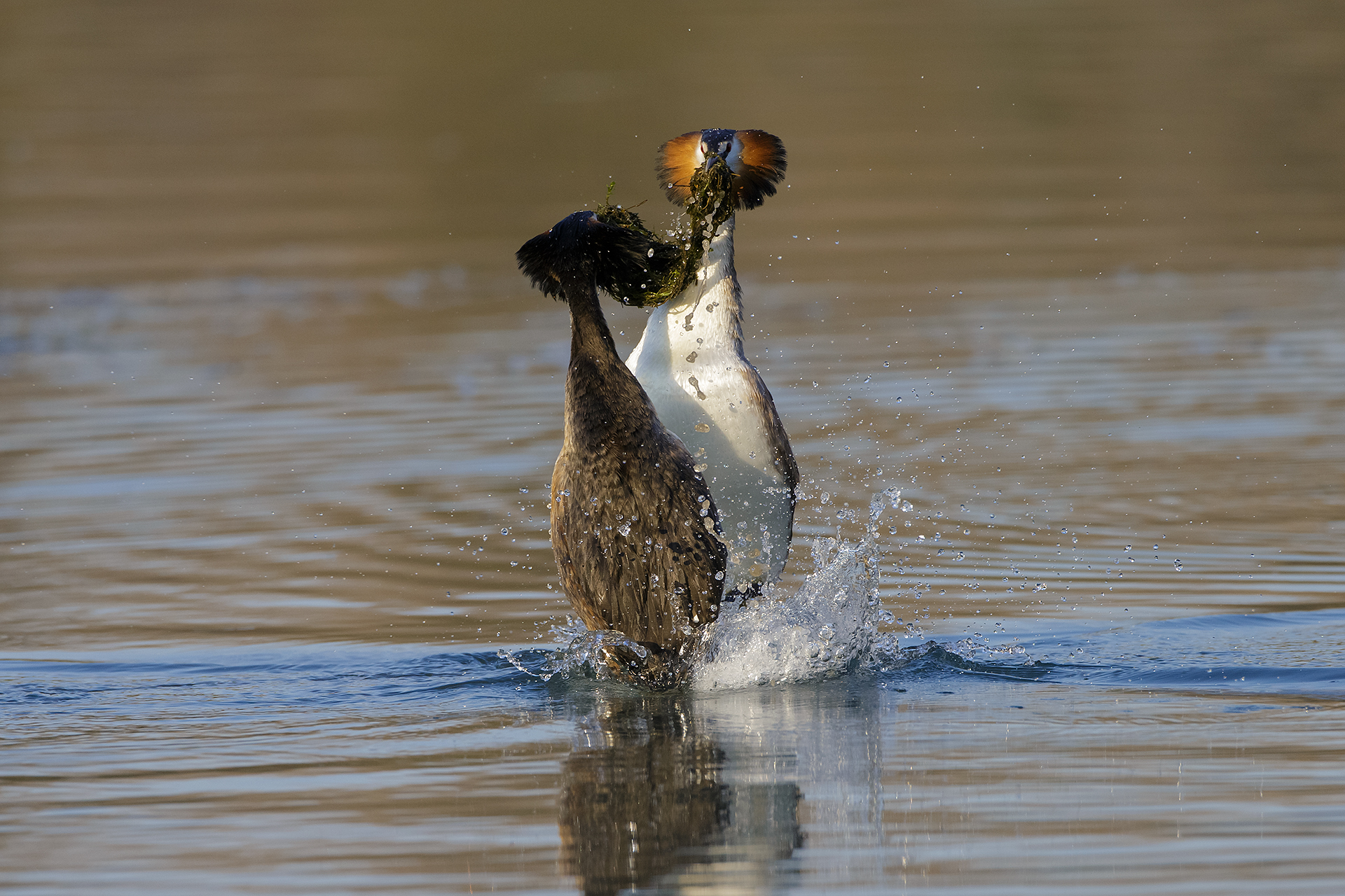 Dance of grebes