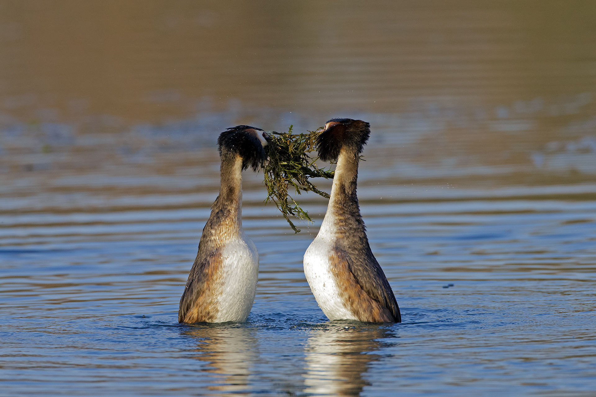 Dance of grebes