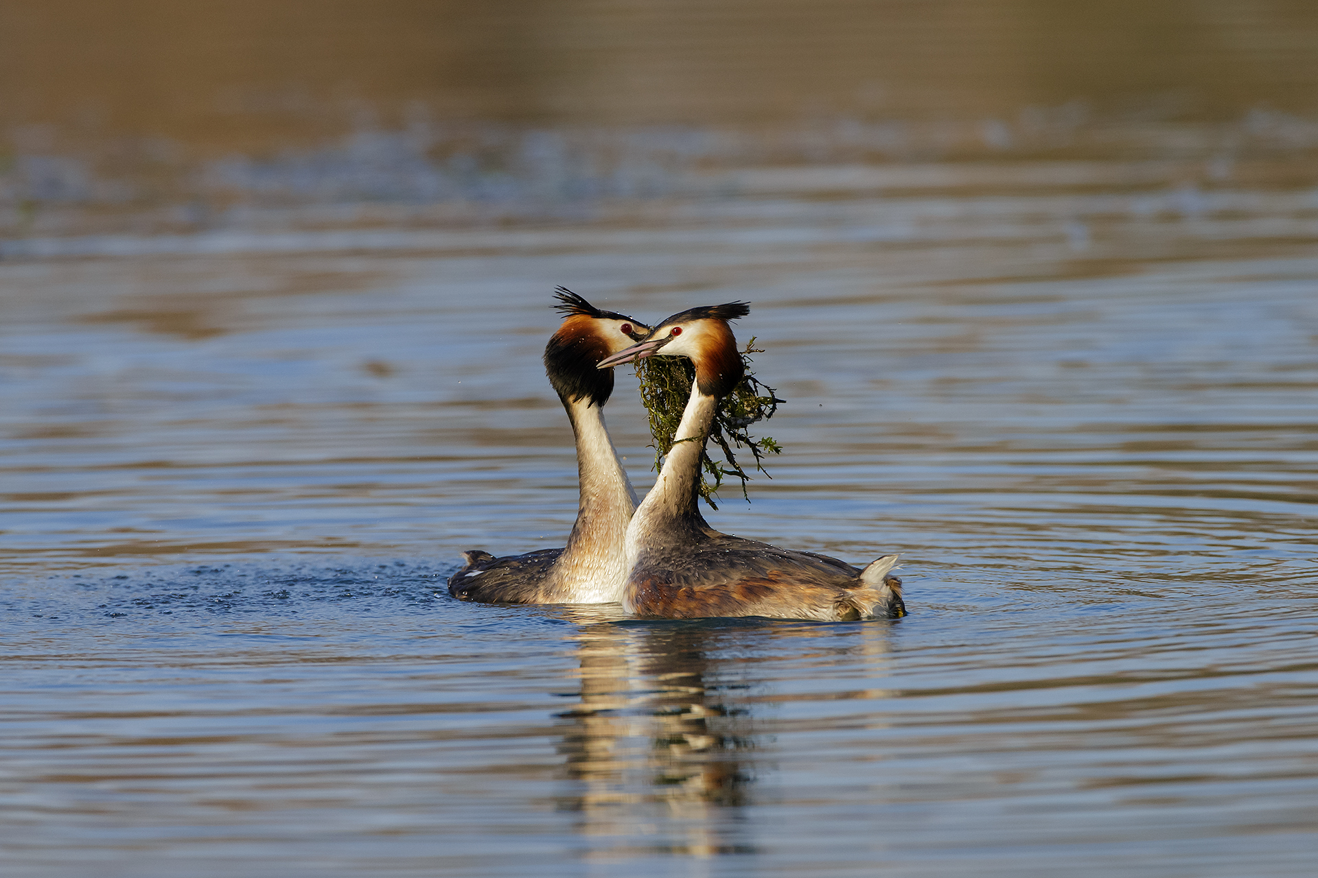 Dance of grebes