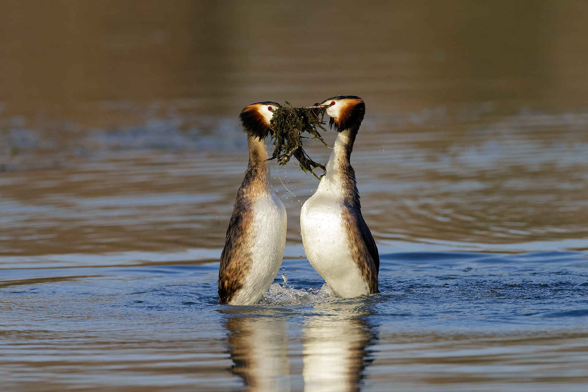 Dance of grebes