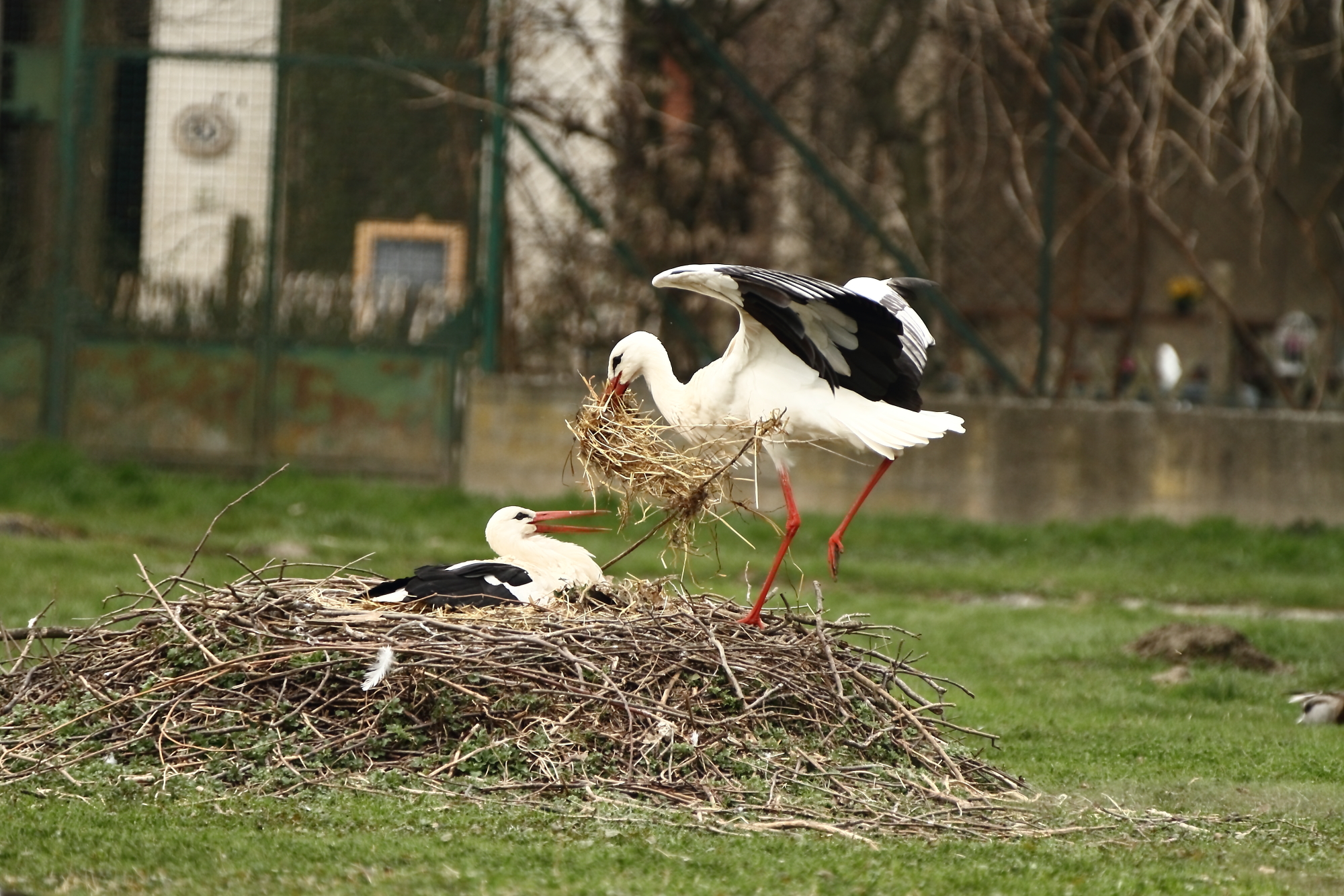 Sintesi di Coppia...