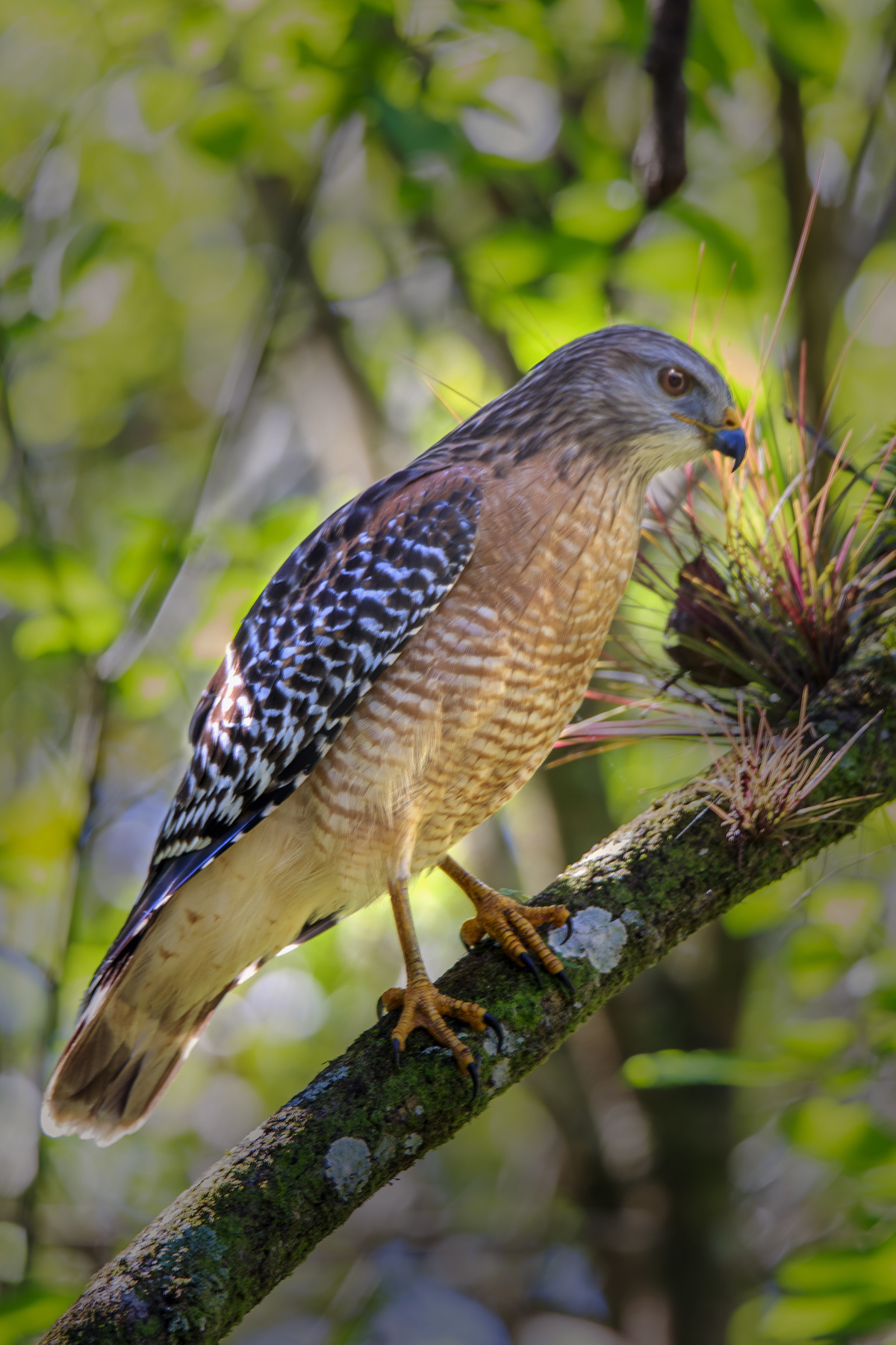 Red Shouldered Hawk