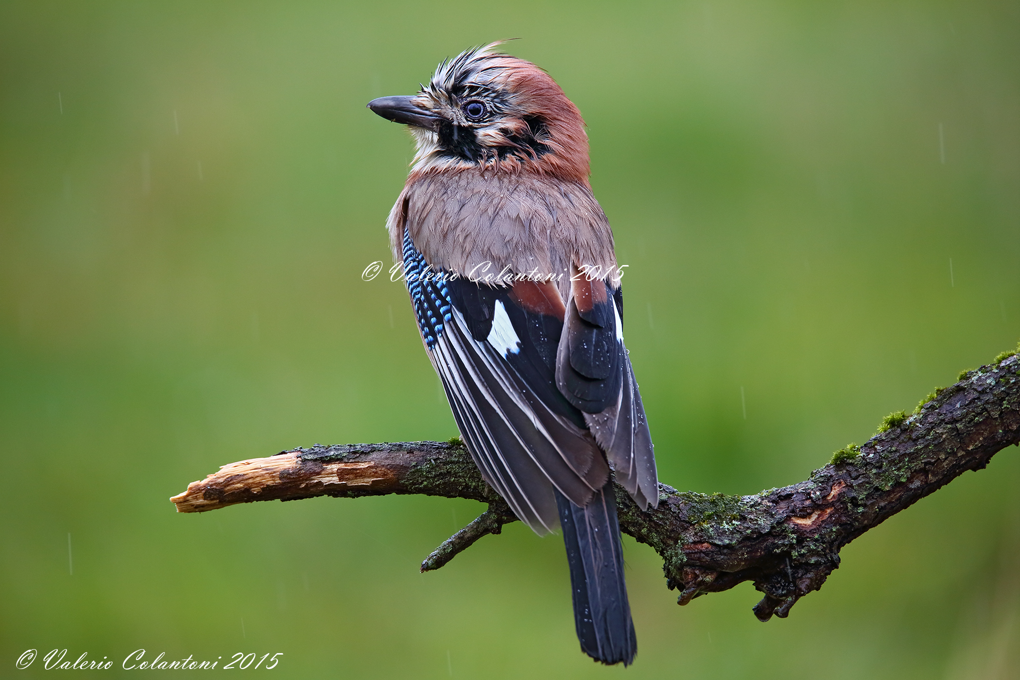 Ghiandaia bagnata, Sigma 150-600Sport...