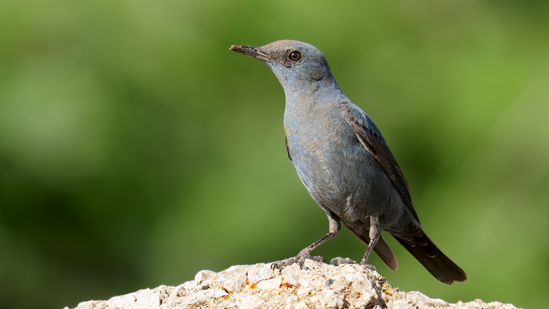 Monticola solitarius »Blue rock mughetto