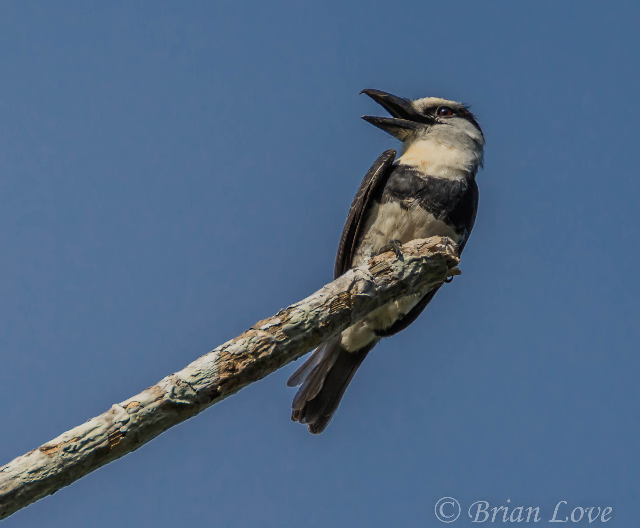 White necked Puffbird