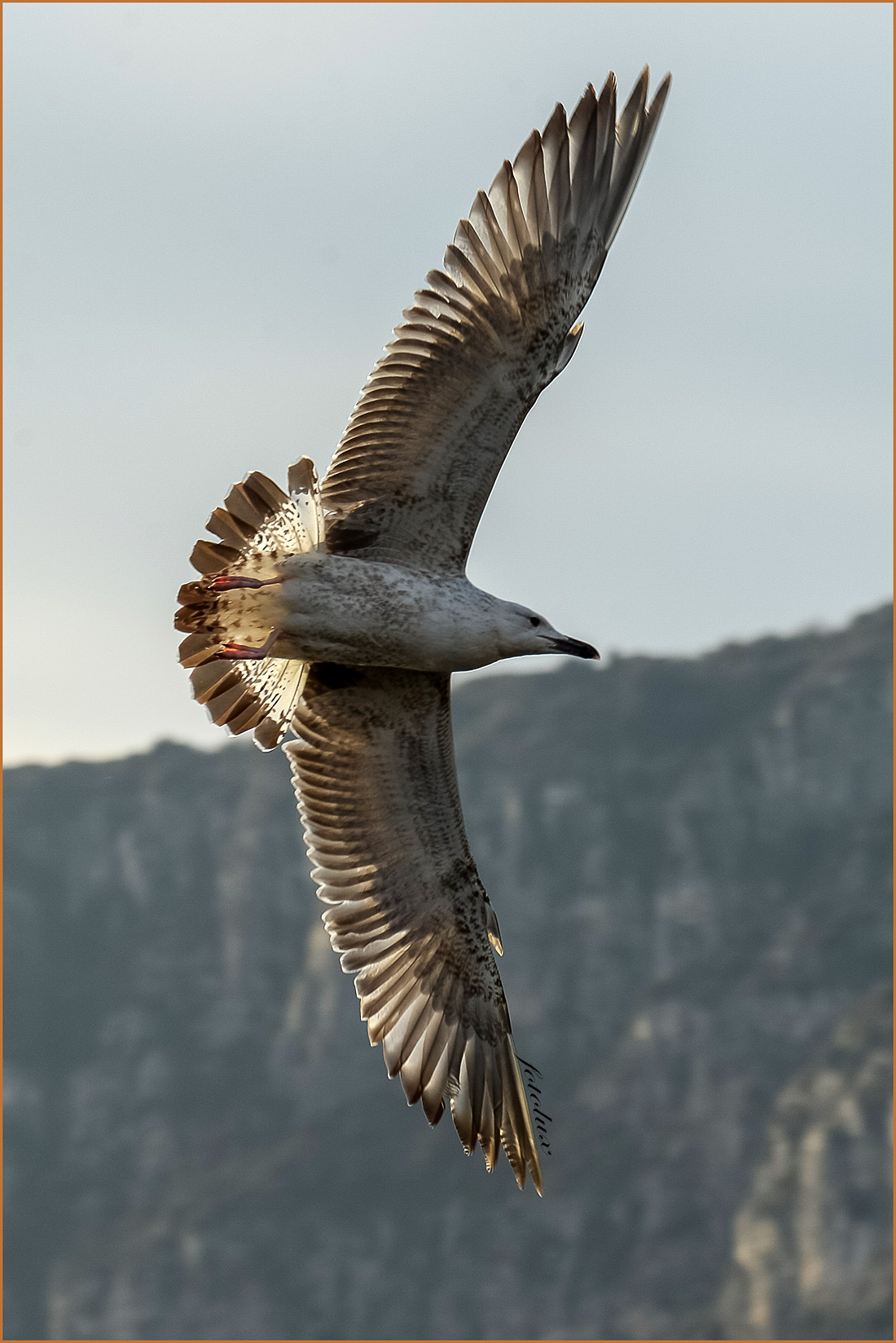 Gabbiano  L. di G. 2015