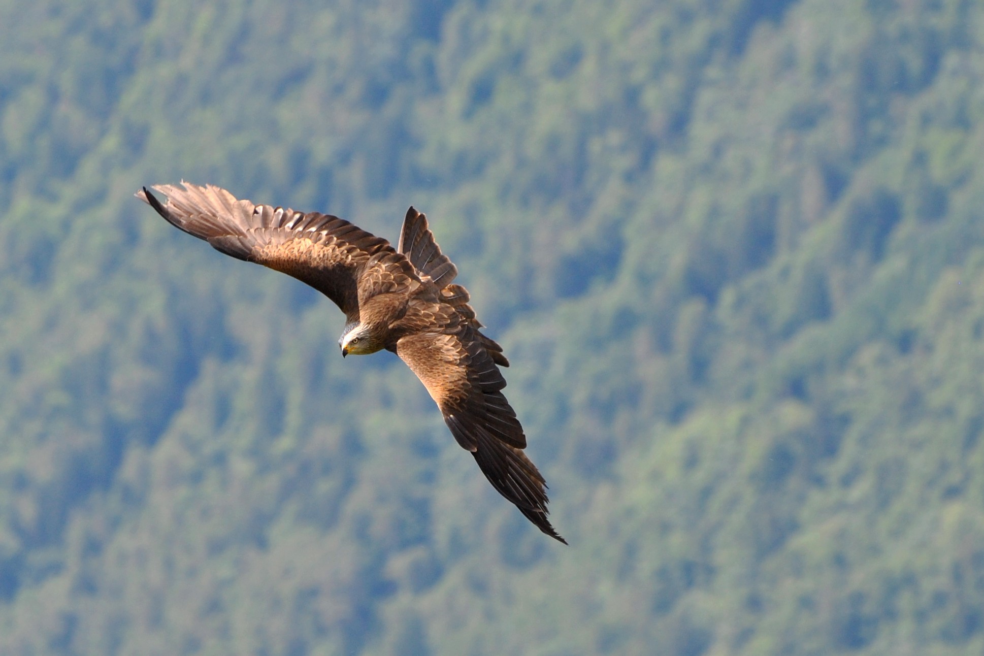 the flight of the black kite