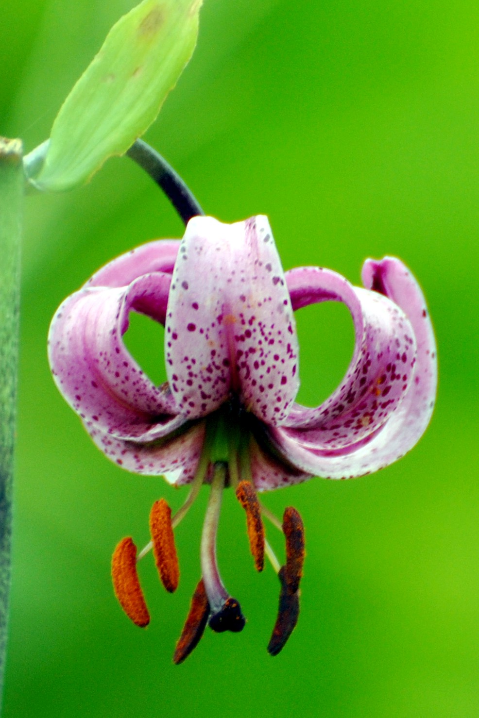Turk's cap lily