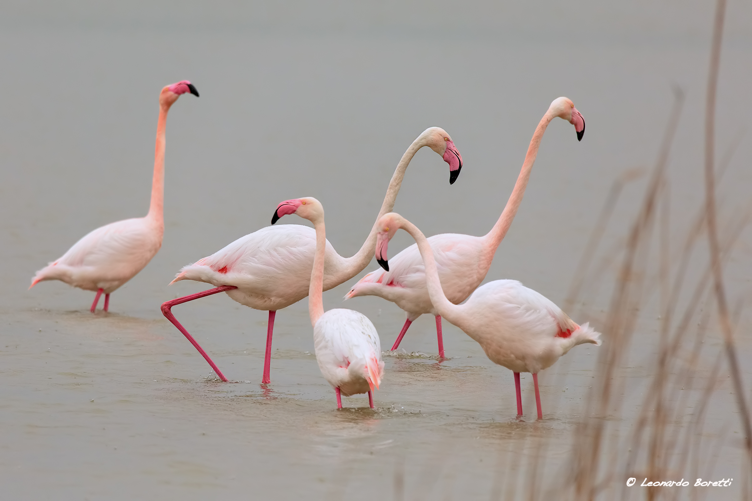 Flamingos