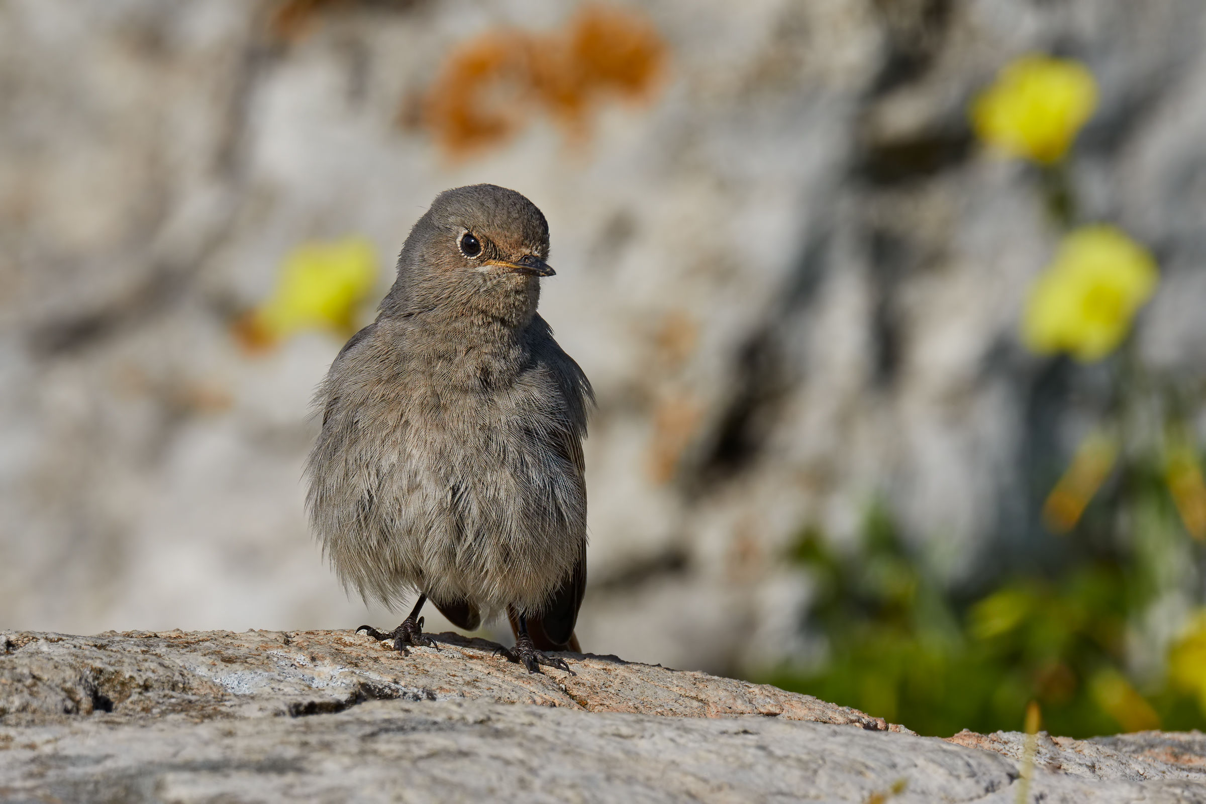 Codirosso spazzacamino