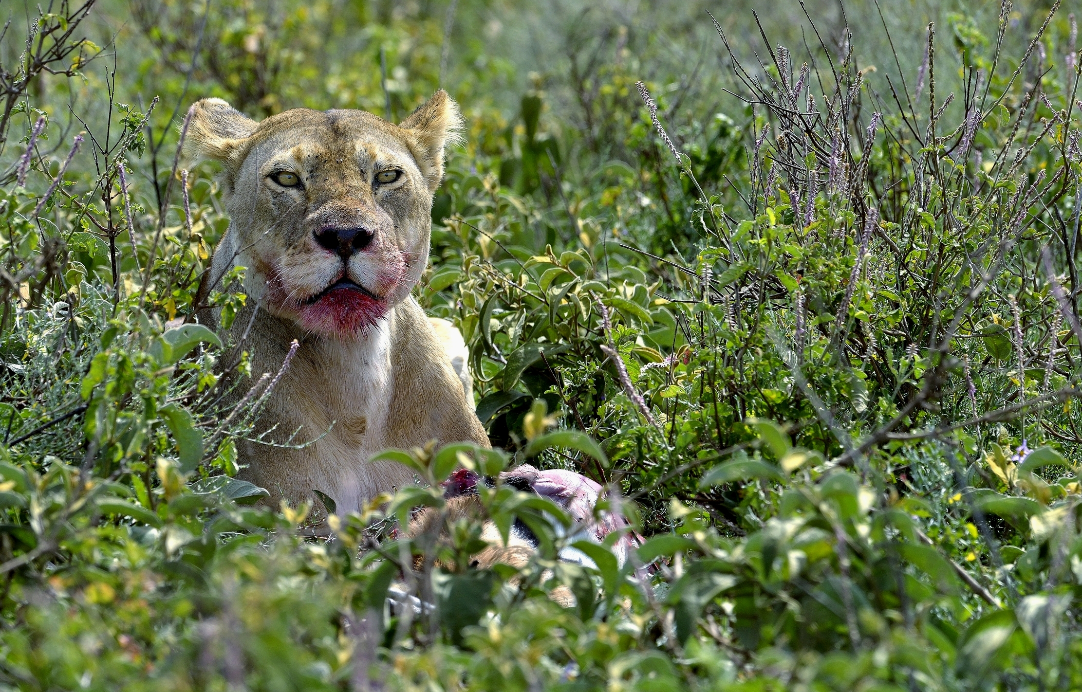 Tanzania 2015 - Sanguinaria