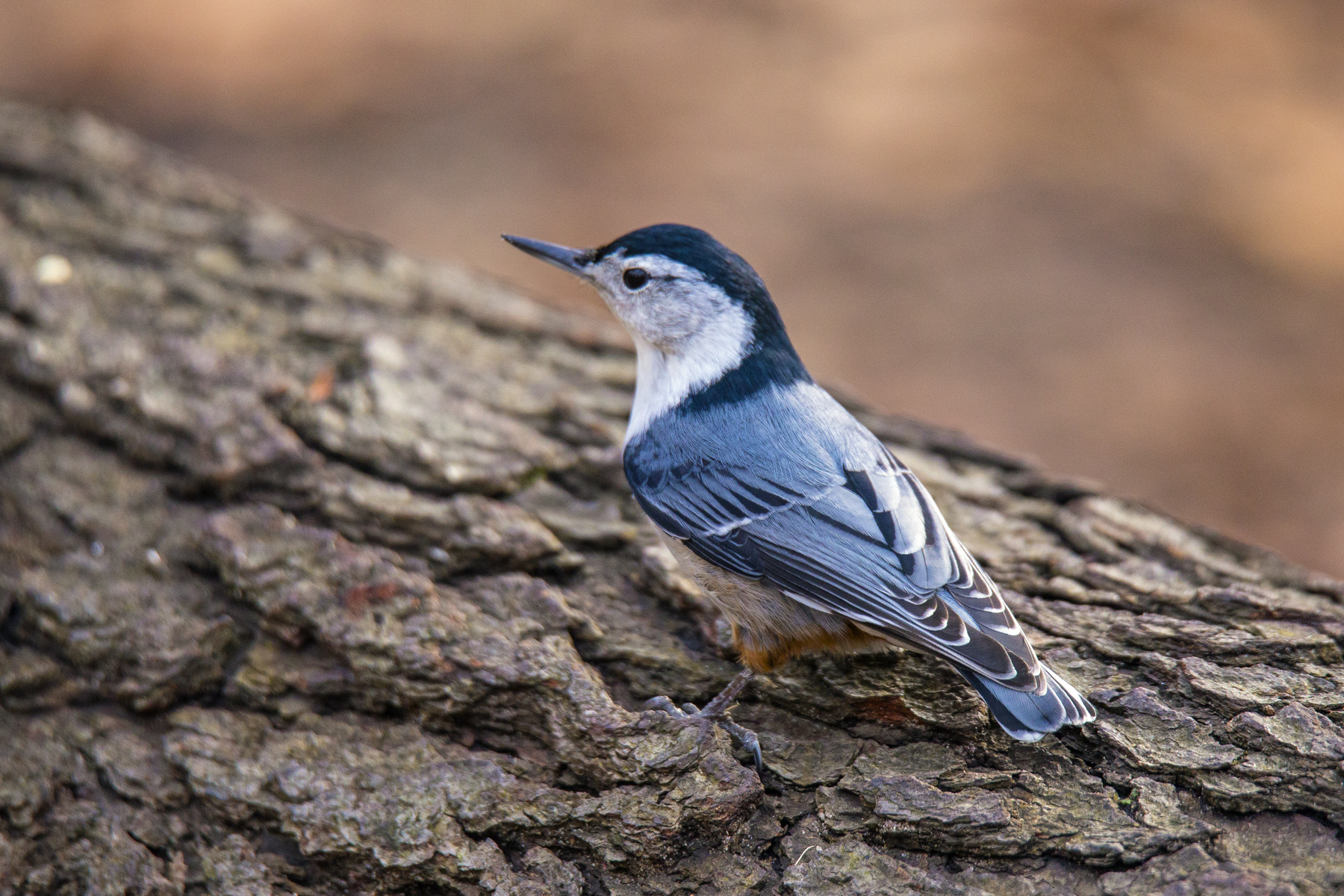 Bianco Breasted Nuthatch