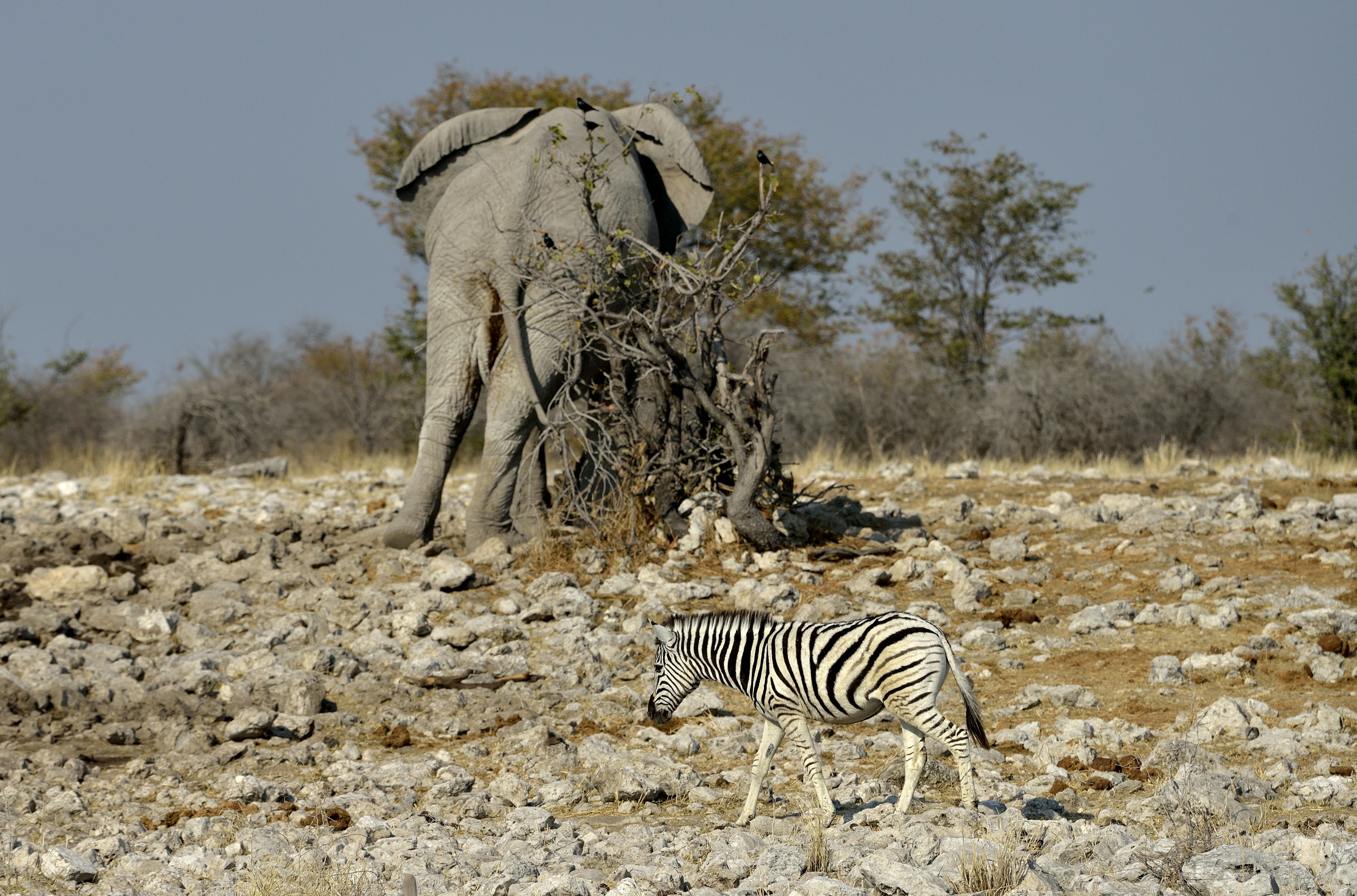 Etosha - Di spalle