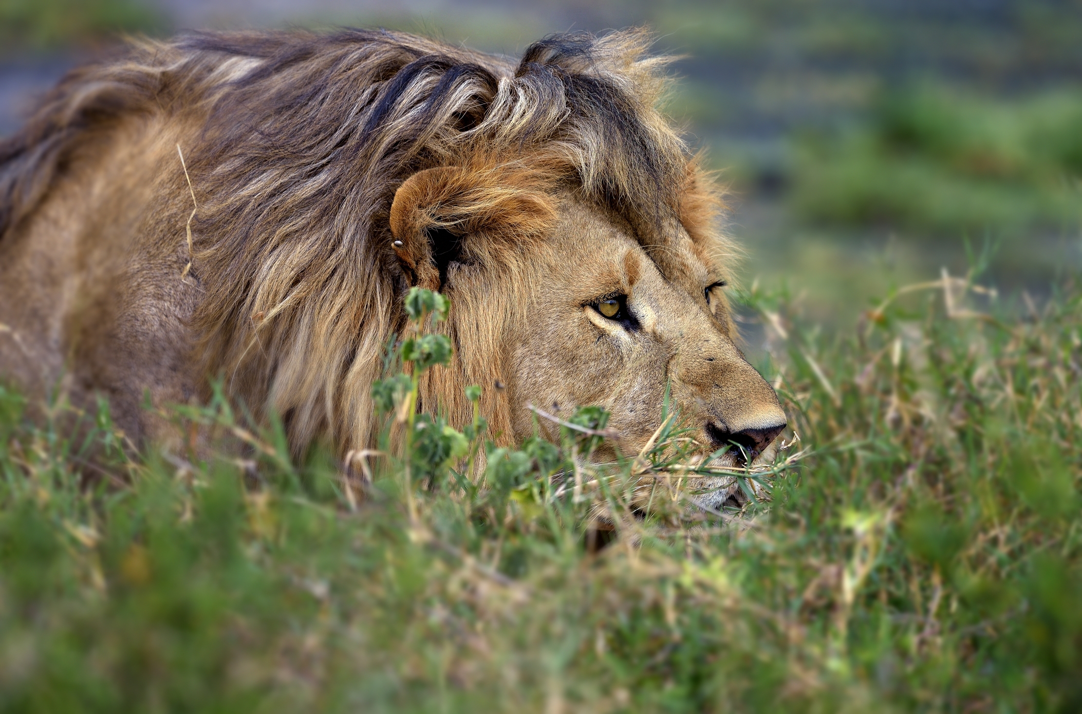 Tanzania 2015 - Sguardo Attento