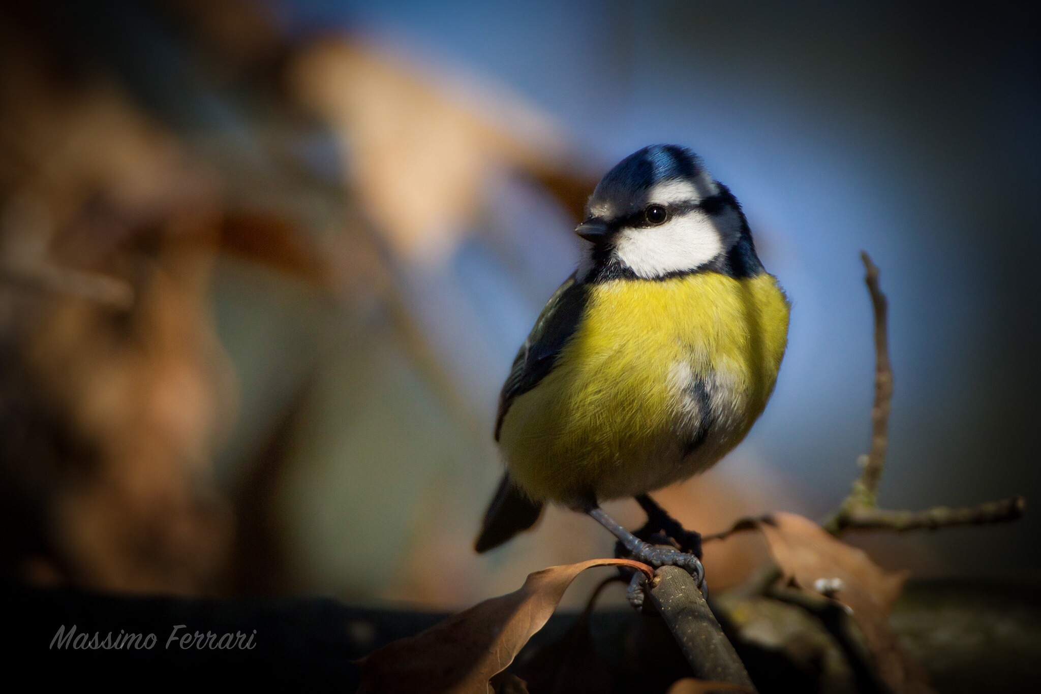 Cinciarella in ombra