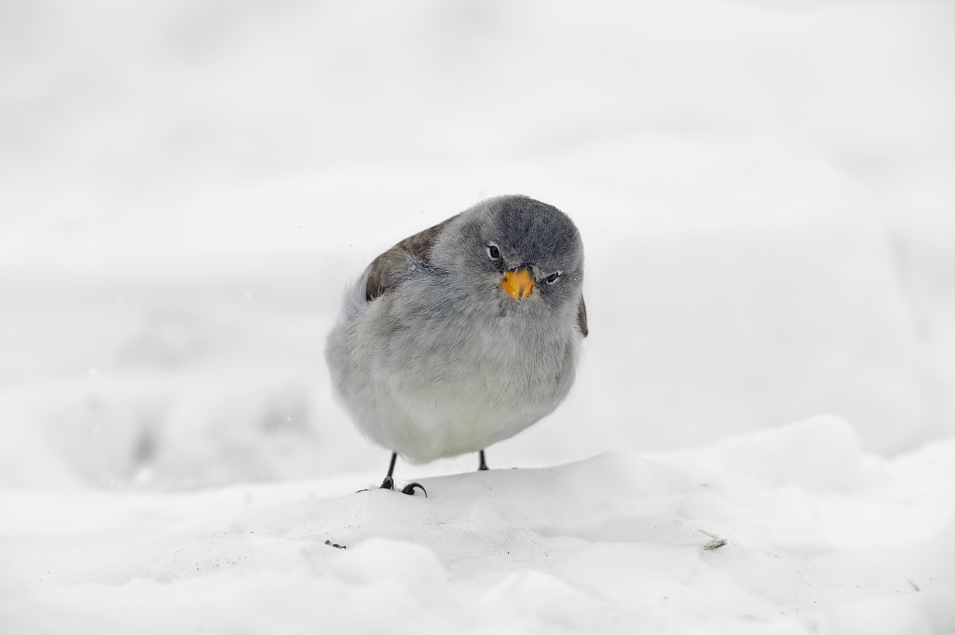 finch (Montifringilla nivalis)