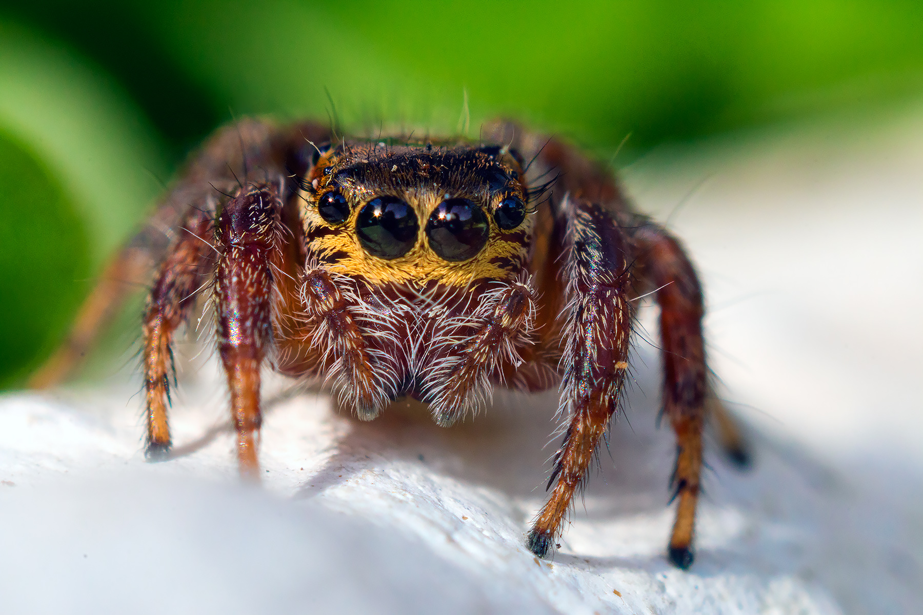 Jumping Spider