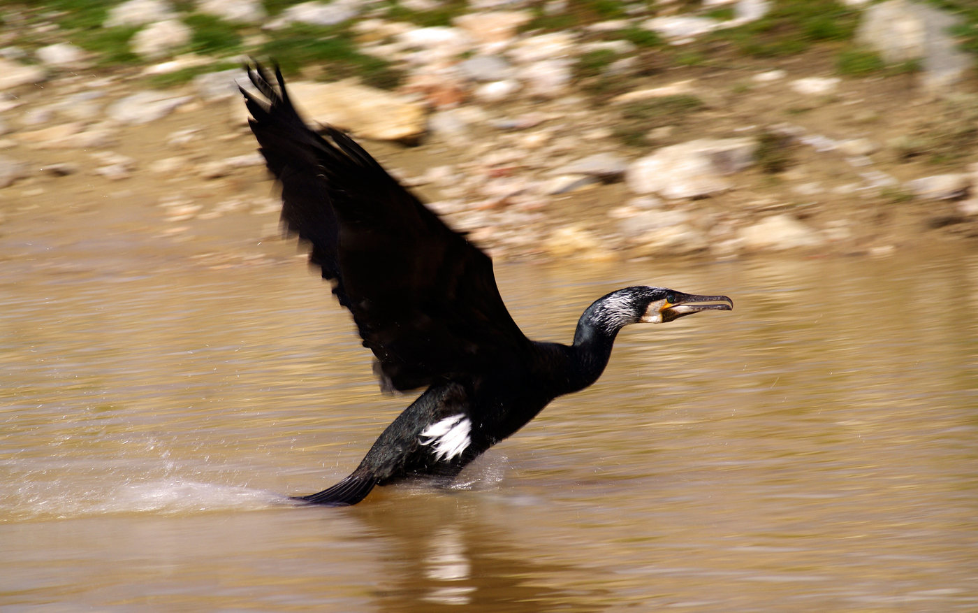 Cormorano - Castiglione della Pescaia (gr)