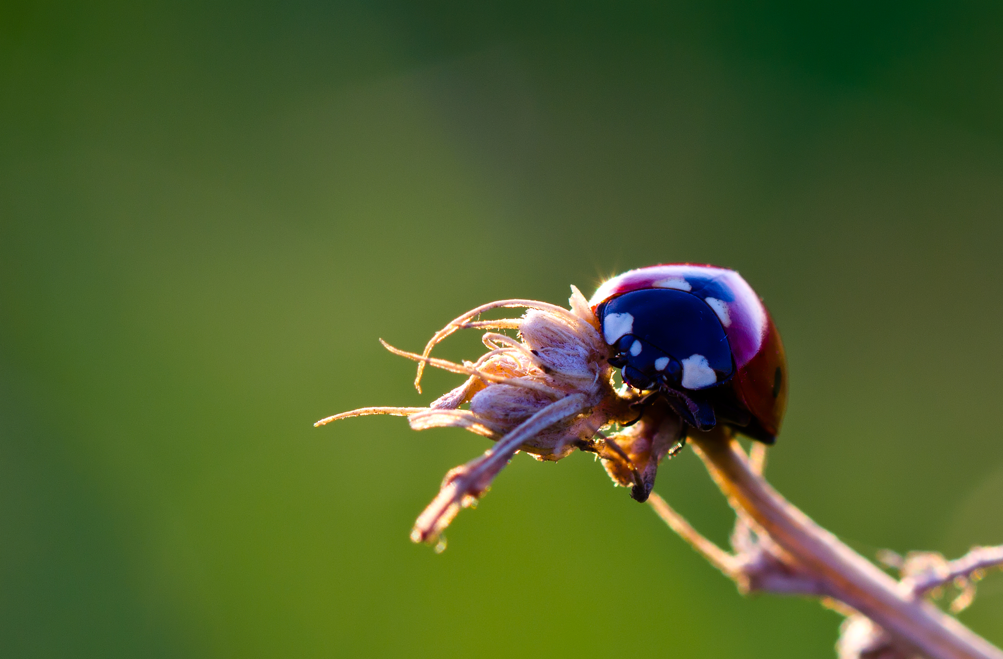Coccinella al tramonto