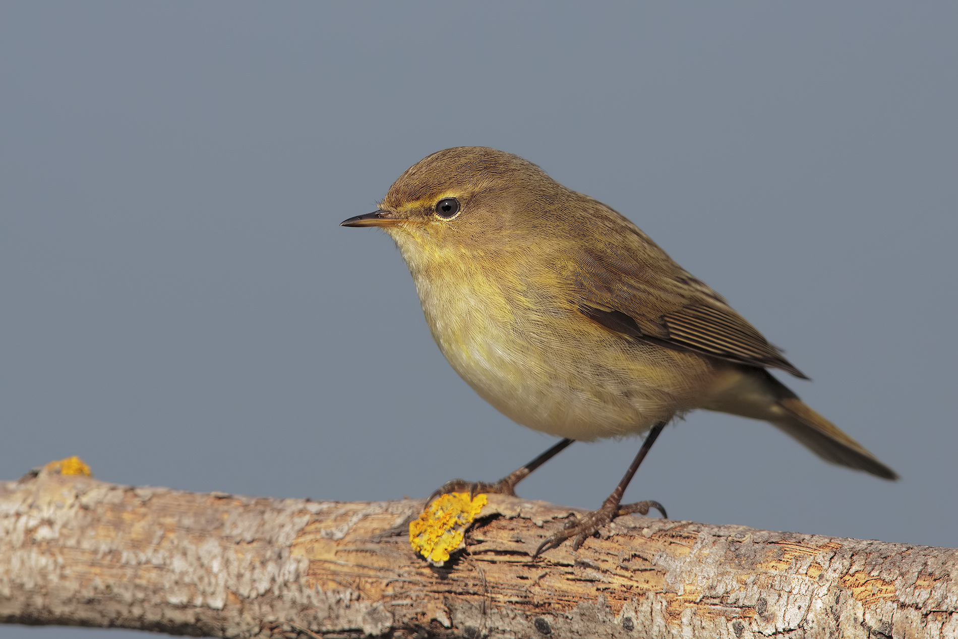 Chiffchaff