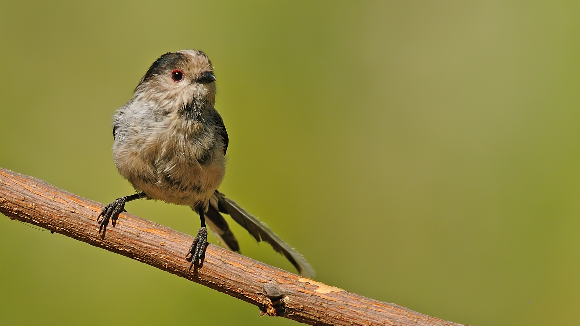 Tit Aegithalos caudatus »dalla coda lunga