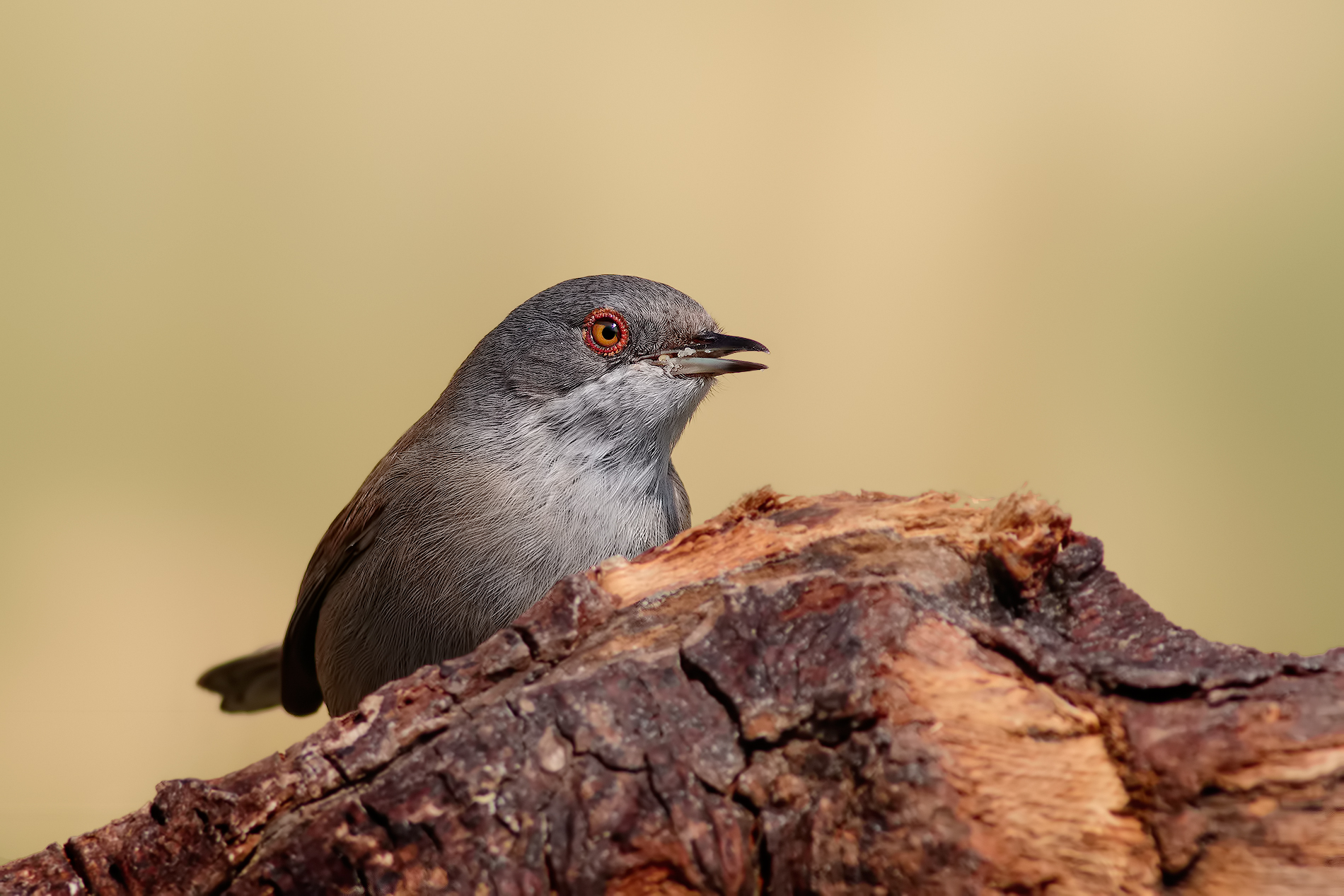 Head from the roost ...