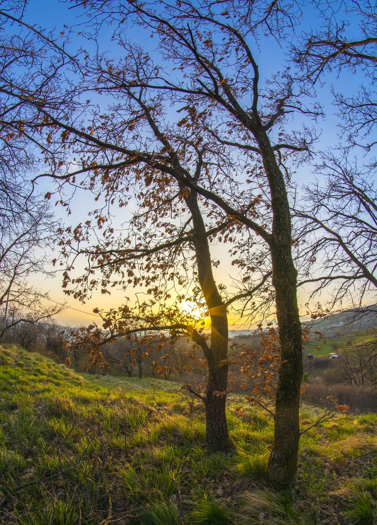 Rays of sun through the trees