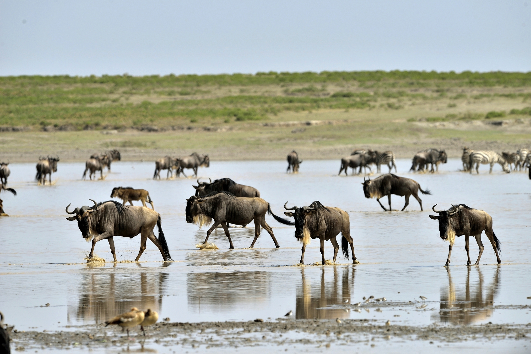 Tanzania 2015 - Migrazione