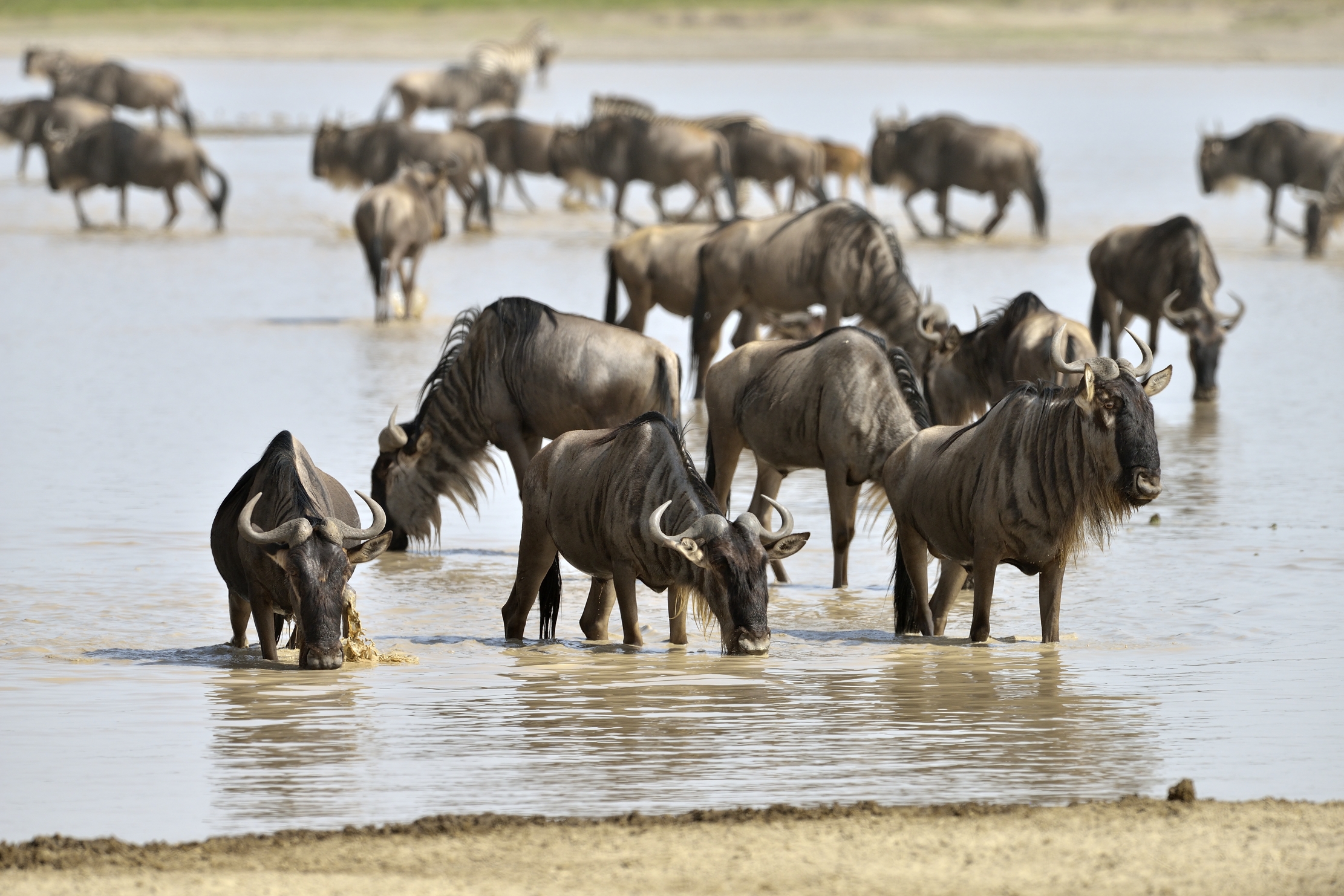 Tanzania 2015 - Migrazione