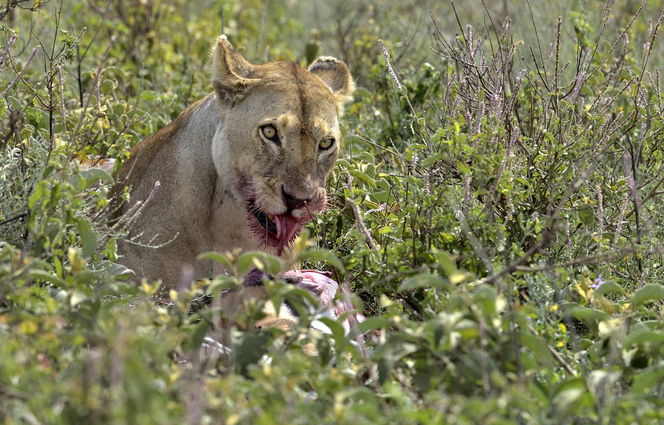 Tanzania 2015 - Carnivor