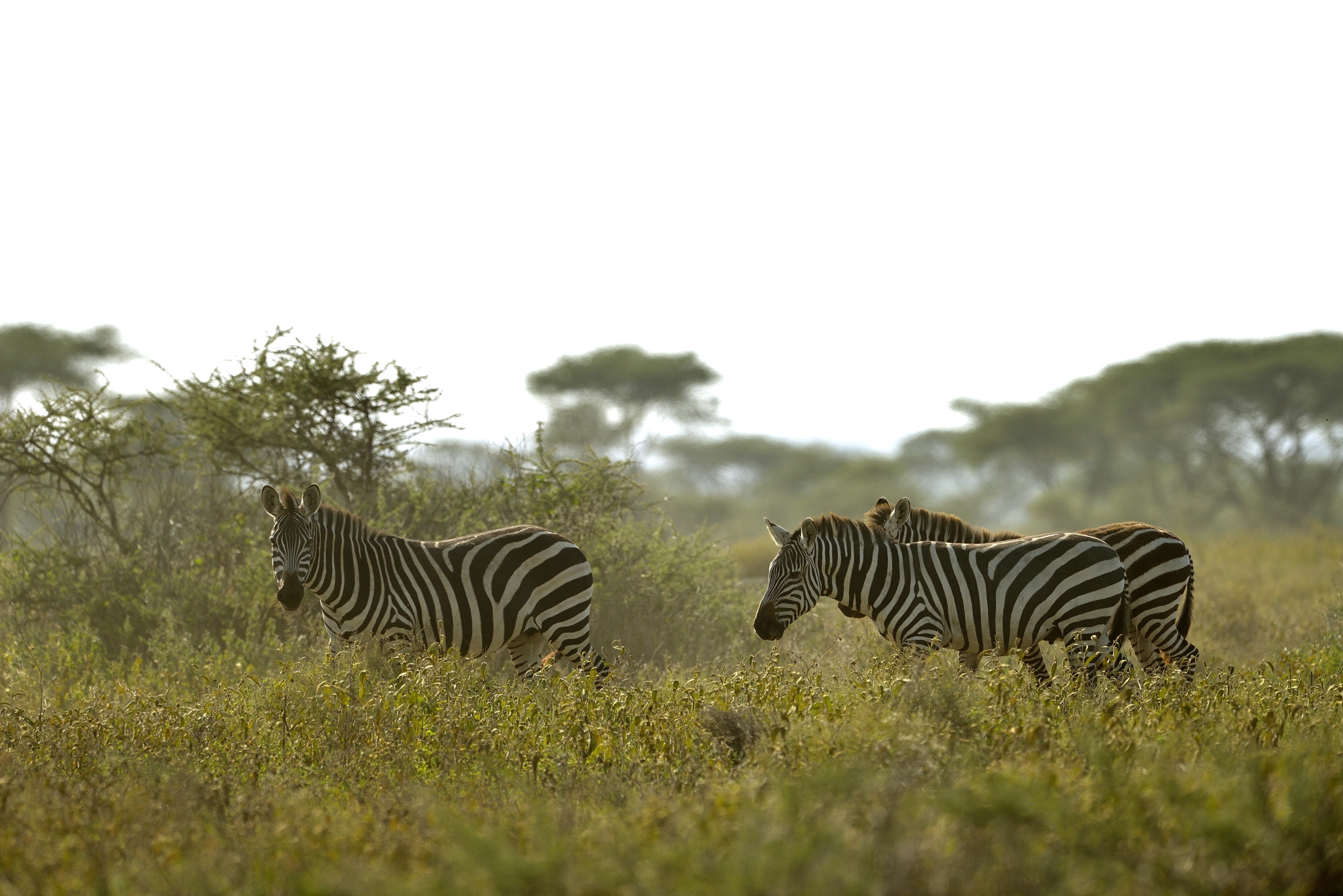Tanzania 2015 - Zebre al mattino
