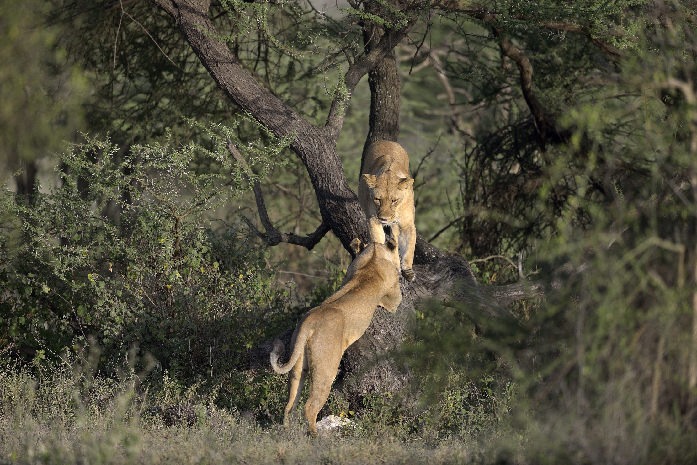 Tanzania 2015 - Leonesse