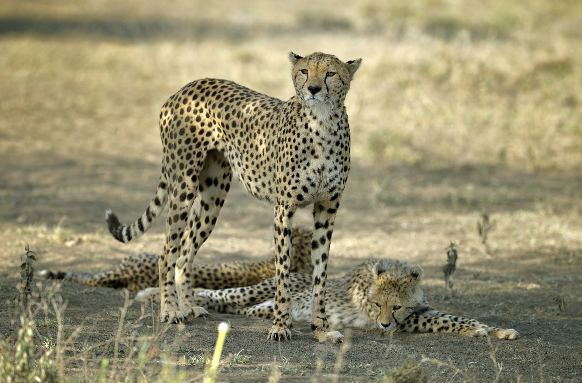 Tanzania 2015 - Ghepardi