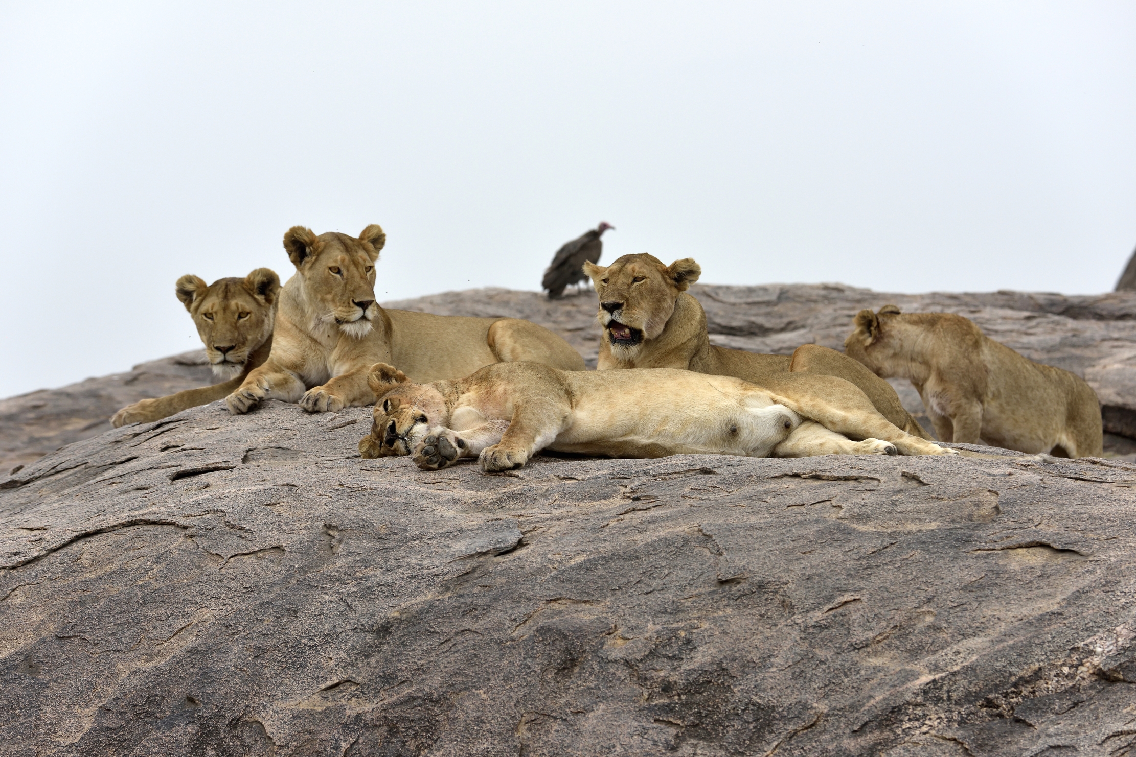 Tanzania 2015 - Sul Kopje