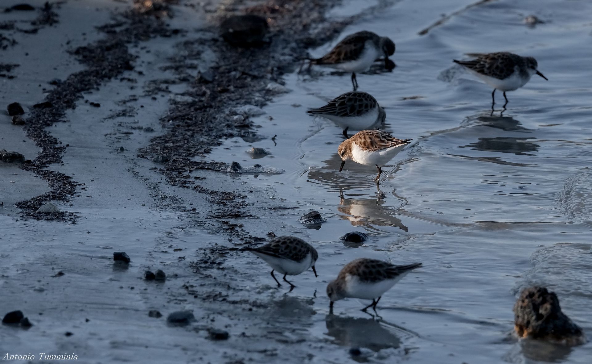 Pending the flamingos.