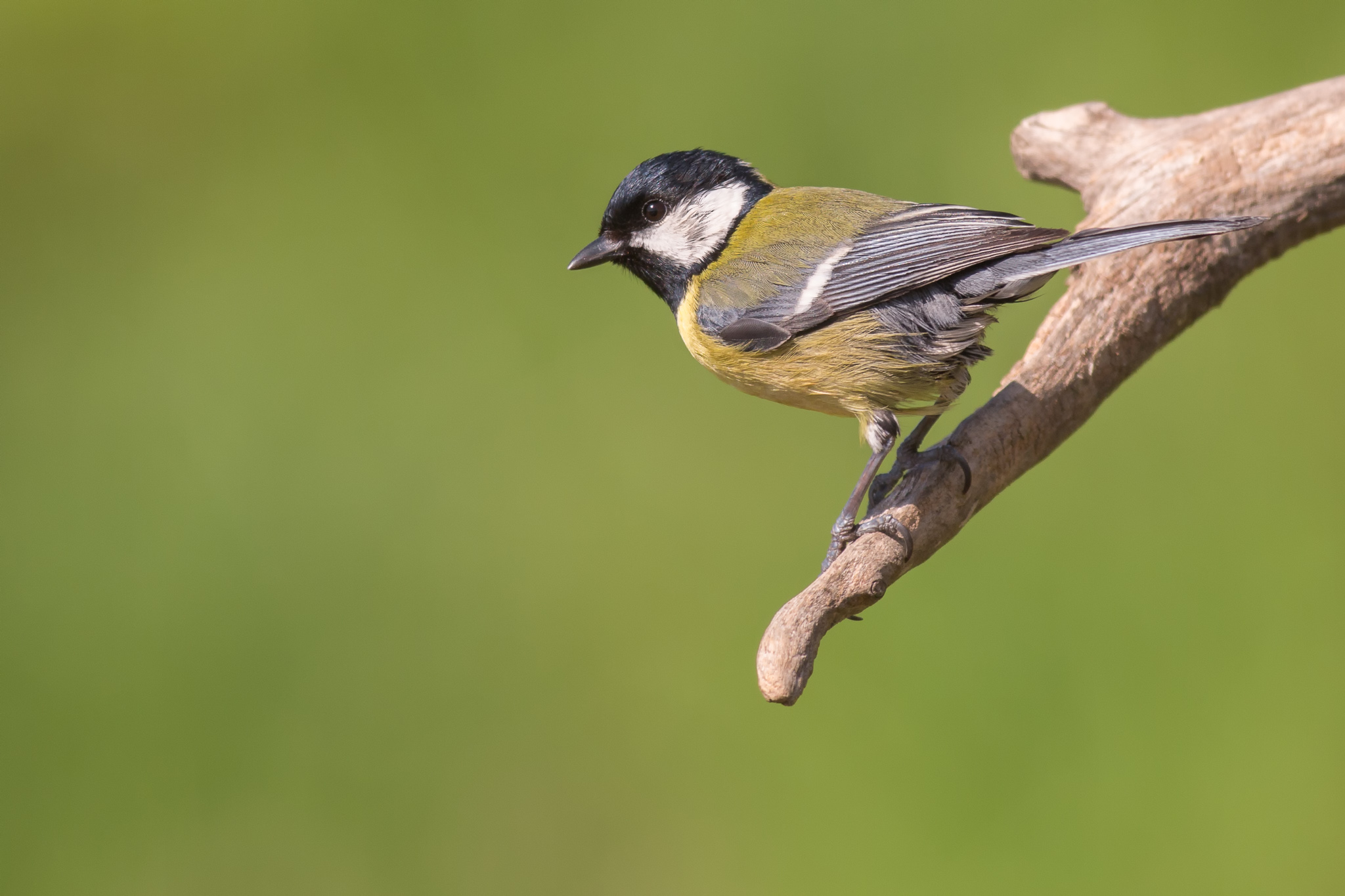 Great Tit