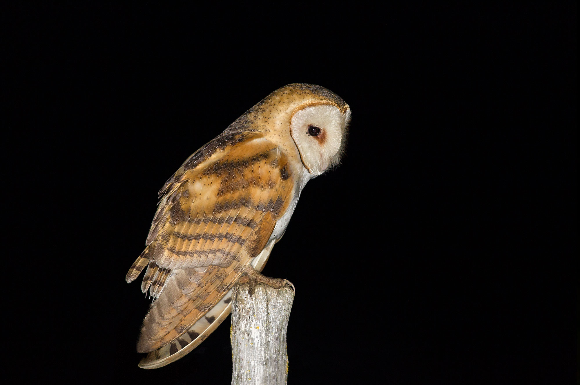Barbagianni-Tyto alba