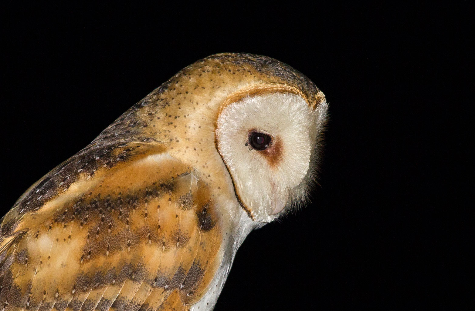 Barbagianni-Tyto alba crop per dettaglio