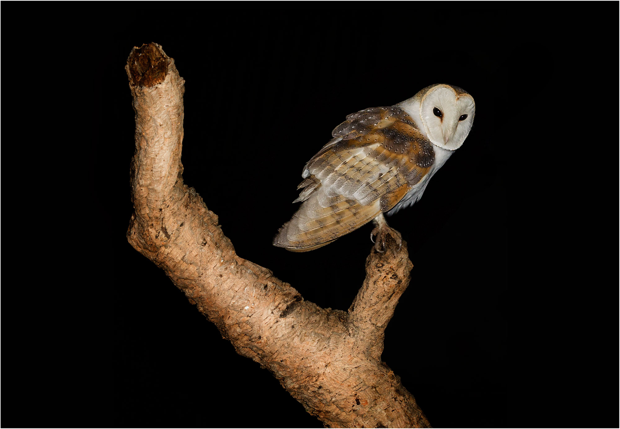 Barbagianni-Tyto alba