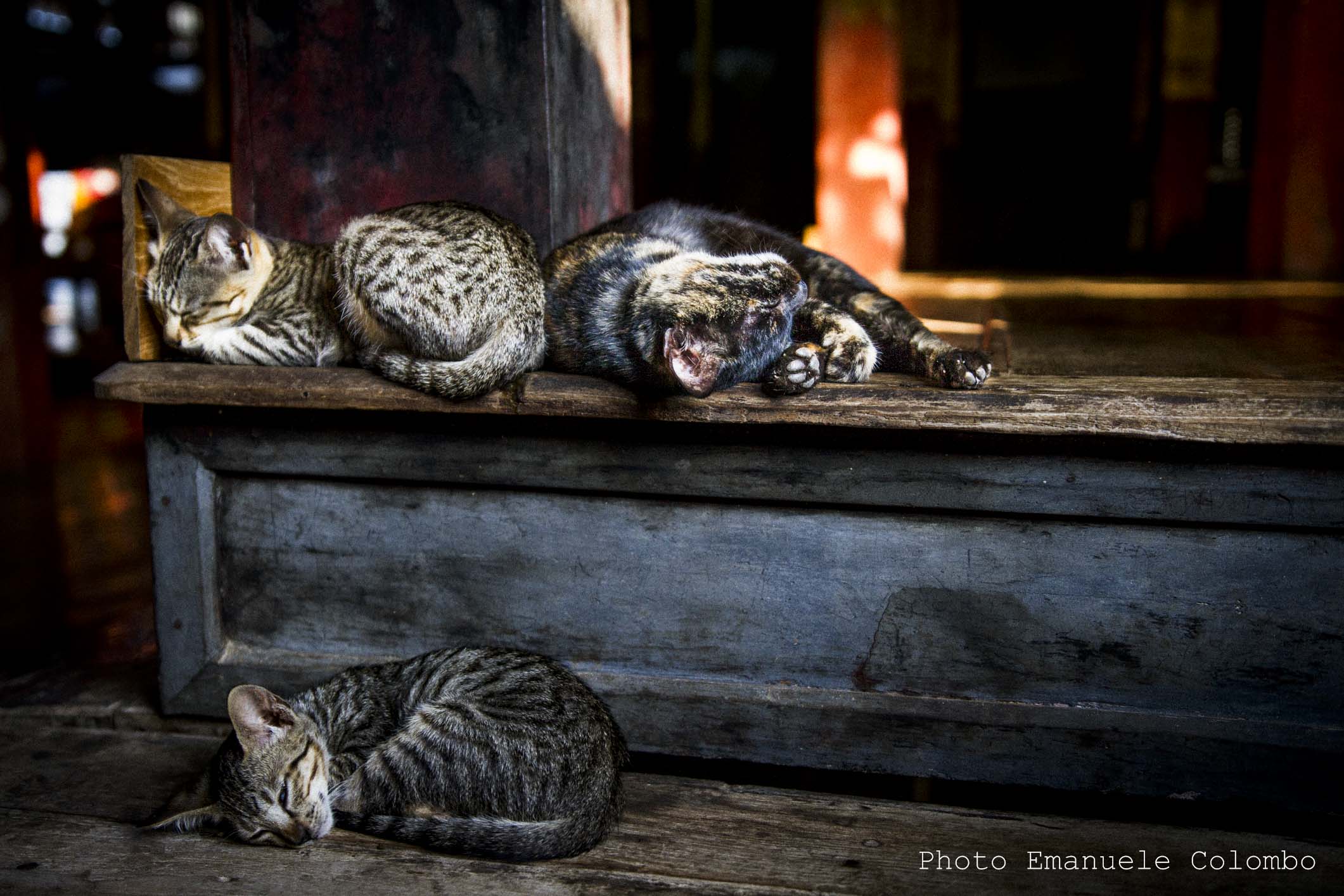 The famous cats (not more) jump - Inle Lake