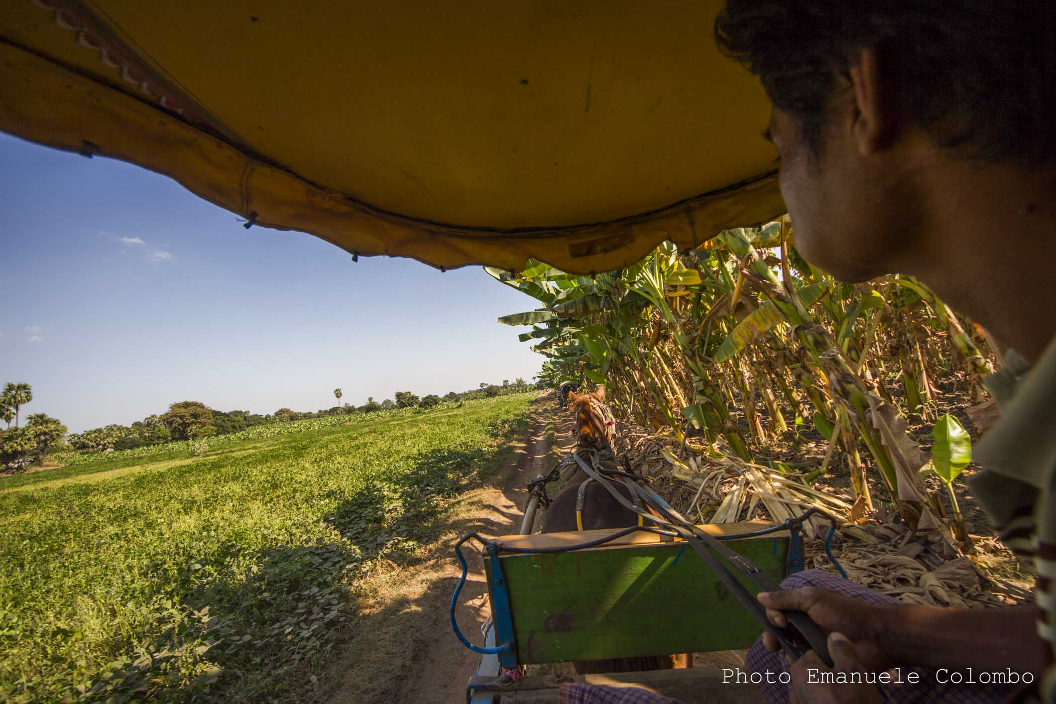 Trot! - Island of donkeys - Inle Lake