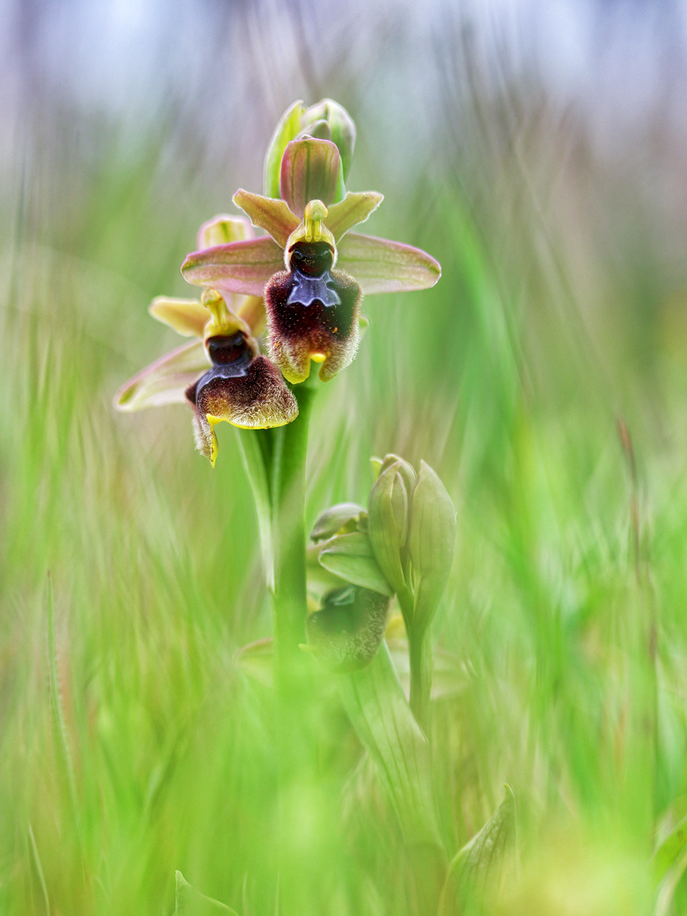 Ophrys tenthredinifera