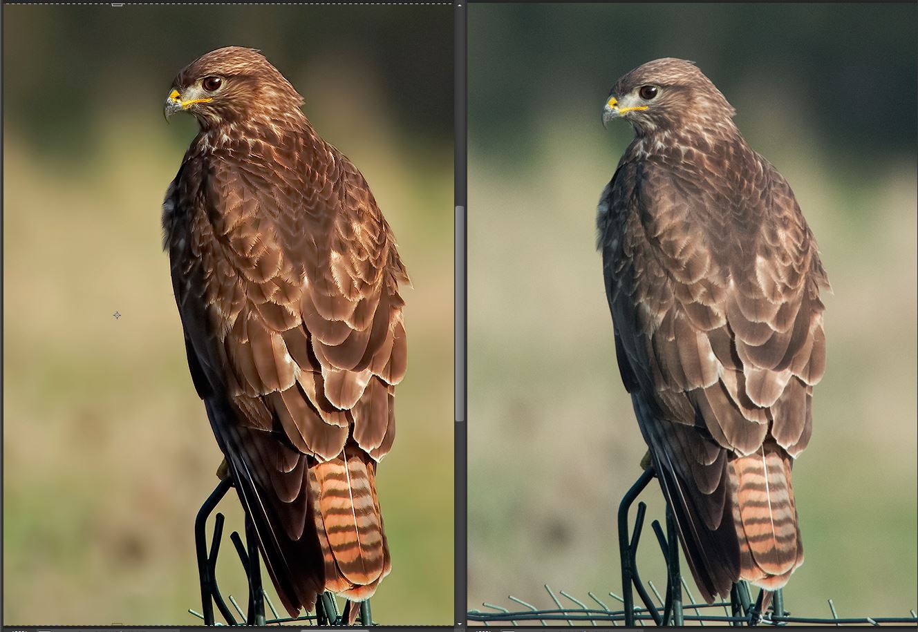 Buzzard roost with ugly, but no glass and tidbits