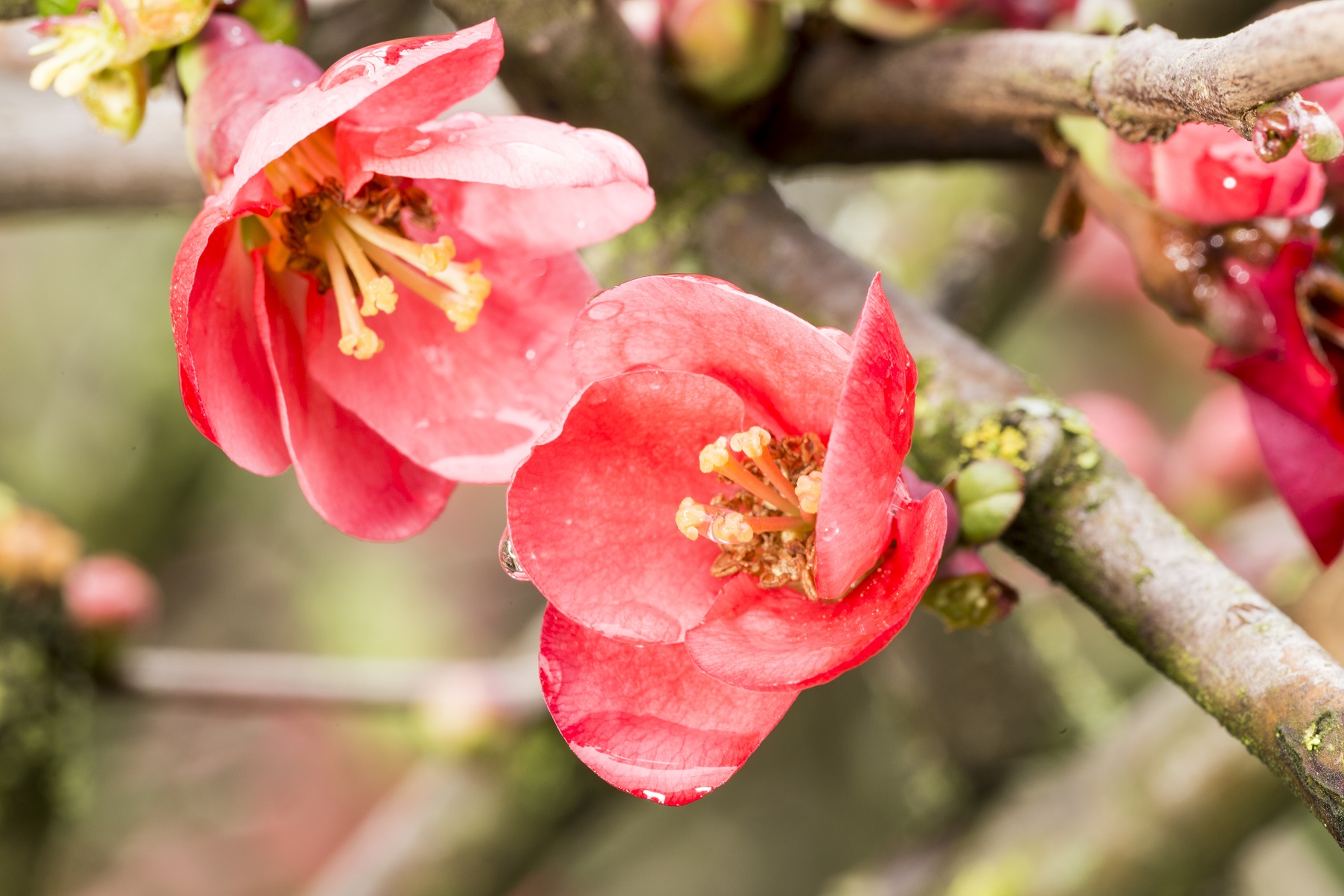 I fiori dopo la pioggia cercano il sole